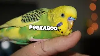 Loki Strikes Again | My Talking Budgie