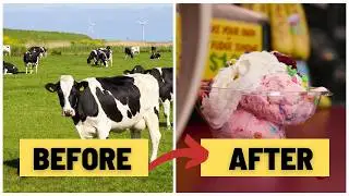 How Stewart's Makes Their Famous Ice Cream From SCRATCH!