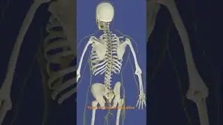 YOUR BONES ARE STRONGER THAN CONCRETE (SERIOUSLY)  #shorts #viralfacts