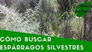 Cómo Buscar Espárragos Silvestres