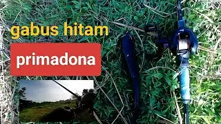 GABUS HITAM PRIMADONA RAWA.‼️MASI PERGABUSAN DI RAWA RAWA BEKAS PERSAWAHAN.
