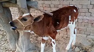 cow calf sound
