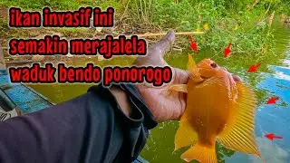 MISI PERTAMA DI WADUK BENDO PONOROGO‼️ KITA BURU IKAN HAMA INI || mancing ikan red devil nahol mania