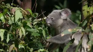 272 Ringtail Creek Road, Ringtail Creek - Private Bushland Retreat - Ringtail Billabong