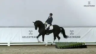 Forever Love by Fair Game / Destano - stallion born 2018 (ENG)