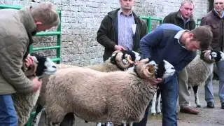 Swaledale Tup sale