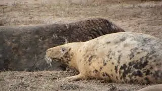 grey seals fight