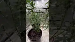 Blue Dream Autoflowers Follow along keep it simple!