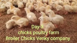 Day-3 chicks poultry farm, Poultry Farming Broiler Farming Chicks Venky's Company  3800 ## farming