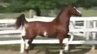 Esc&oacute;cia RAA (Top&aacute;zio JO x Atriz RAT)