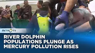 Endangered Pink River Dolphins in Amazon Face Rising Threat of Mercury Contamination