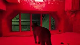 Lets play Stray Ps5 Deutsch ActionindieJacksan