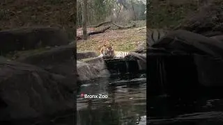 Bronx Zoo NYC #travel #tourism #animals #wildlife #newyork #viral #shorts
