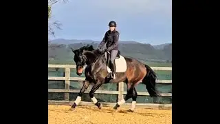 Finlay 17hh Trakehner gelding 6yrs  schooling