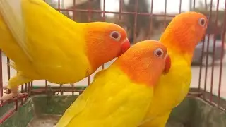 طفرات وأسعار حلوة للعصافير لو عاوز تشتري وشوف الناس اشترت ايه وبكام من سوق الجمعة👌الاثنين ٥مايو