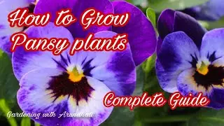 How to Grow Pansy plants ☘️🌸☘️ Care and tips 🌿