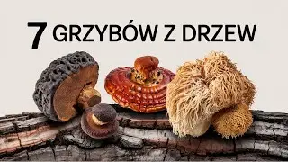 Grzyby Lecznicze z Lasu. Jak Działają i Dlaczego Są Tak Potężne | 7 Niezwykłych Grzybów Leczniczych.