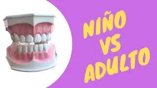 &iquest;Cu&aacute;ntos dientes tenemos? | How many teeth do we have?