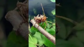 Thorny cricket