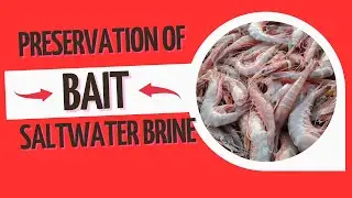 Fishing hack that will Forever CHANGE the money you spend Surf Fishing. How To Make Saltwater Brine.