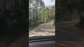 Enjoy the peaceful beauty of a garden section road surrounded by nature. #shorts #shortviral