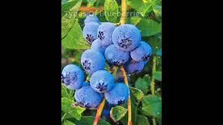 Types Of Blueberries #education #facts #trending #shorts #blueberry