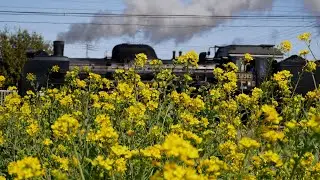 【春のパレオ】秩父鉄道 C58「SLパレオエクスプレス」梅・菜の花との共演 [Chichibu-Railway Class C58 