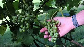 A Chambourcin Story - Abrupt end to a planned year-long growing and winemaking process.