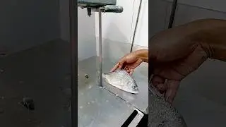river giant super fresh datinna fish cutting skills video #shortsvideo #youtubeshorts #shorts