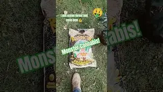How To Get Massive Cannabis Plants 🤔 Growing In The Finest Coco Soil! #hempcbd