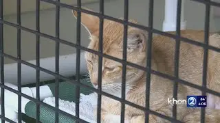 Pet safety around East