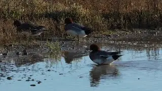 #Wigeon at #Rye Harbour #Nature Reserve