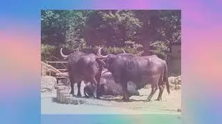 VIENNA ZOO