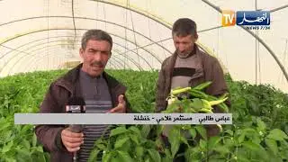 خنشلة: مستثمرات ناجحة  تتحدى ضعف التيار الكهربائي