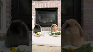 Bunny noms #bunny #bunnyeats #bunnyasmr #asmr #asmreating #cute 