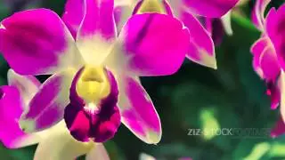 LG G3 -  Manual Dolly Orchid, pink pretty,  wind, slow Motion, Dolly, dynamic