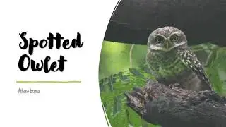 Spotted Owlet Calls, Screech and Song