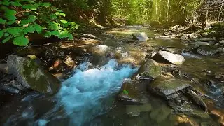 Ethnic Flute and Nature Relaxation: Forest Ambiance with Water Sounds