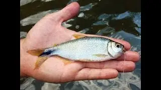 Pesca Lambari Com Vara Telescópica