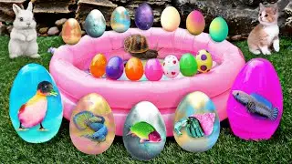Find shell snails, conch, hermit crabs, crabs, starfish, sea fish, fish, eels, sea urchins #71