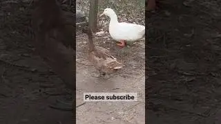 Mallard and Peking mix breed duck