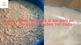 Men vi sinh tác dụng gì khi nuôi ốc tại sao ốc thường chết nhiều vào mùa mưa anh chị nên biết