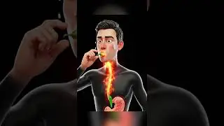How Your Body Processes Green Chilli (Shocking!) #shorts #3danimation #ytshorts @Body3DArt