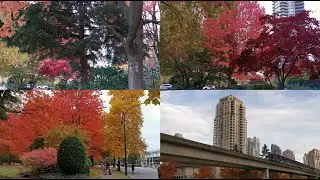 2020 Autumn Walking around Neighborhood in Burnaby BC, 4K