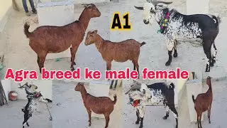 Agra breed ke Bakri aur bakra hai available full active male available in Hyderabad 