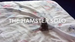 The hamster solo