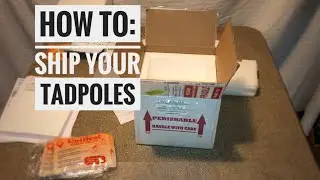 SHIPPING TADPOLES? How to Video on How to Ship Live Tadpoles