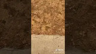 Huge outdoor ganja plants !