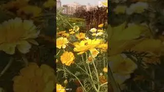 flower with bee 🐝 #flowers #nature#breeze #yellowflowers #infinix #infinixhot20 #butterfly #wind