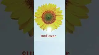 flowers name with spelling #flowersname #sunflower #firstlearning #shorts #school #read